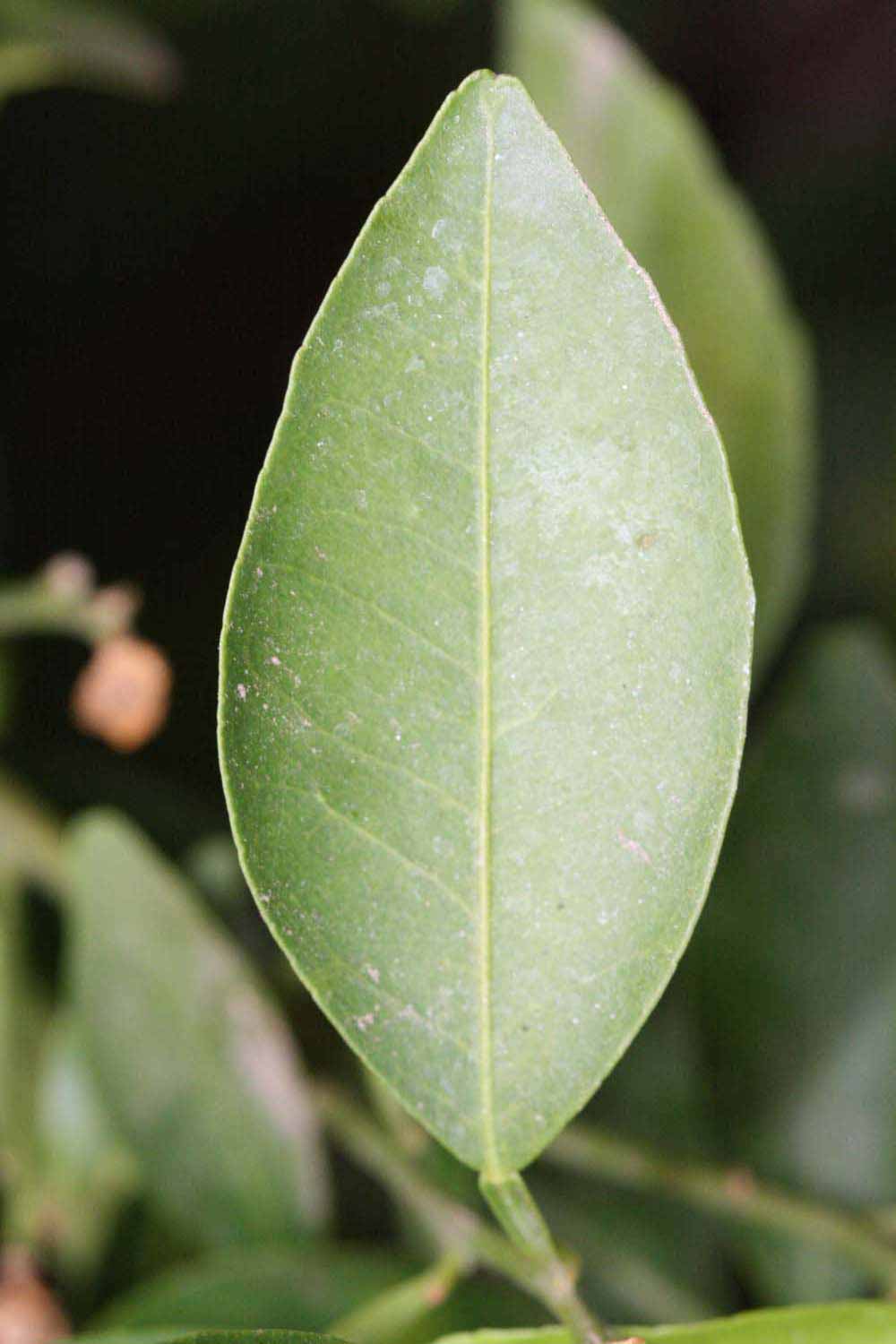              Unifoliolate leaf (Riverside, CA)       
